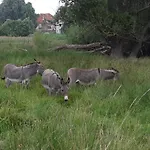 2 Westerhausen