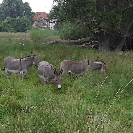 2 Westerhausen